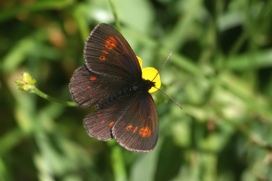 6644_Alpenbergerebia - Hohe Tauern N.P. (Oostenrijk).jpg